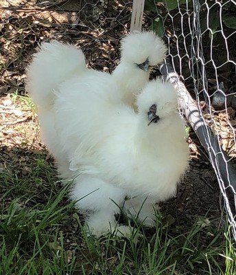 Silkie Hatching Eggs 12+ Hen s Choice, Blk,Wht, partridge/showgirl/satin/frizzle