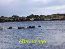 Photo 6x4 Seals basking in Loch an t-Sailein Ardbeg/NR4146  c2006