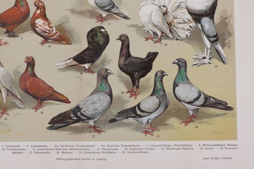 Antique Print-Pigeon breeds haustauben Meyers - Picture 6 of 8