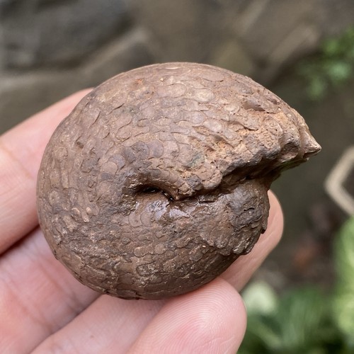 53GR AMAZING FULL SUTURE PERMIAN ROUND BULK AMMONITE FOSSIL MOLLUSCA - Picture 12 of 18