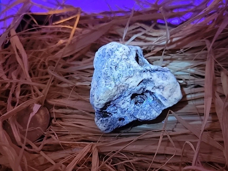 Permineralized Bird Skull Terror Bird - Image 4 of 4