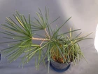 Sciadopitys verticillata variegated [Must read description]