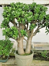 Crassula Ovata Fully Rooted Live Succulent Plant - 2in Pot - Low Maintenance