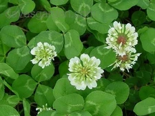 5 LBS WHITE DUTCH CLOVER SEED  FOR LAWNS & GROUND COVER 800,000 SEEDS PER LB