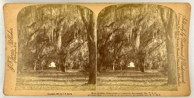 SV029_088 Stereoview GA Moss Avenue, Bonaventure Cemetery, Savannah
