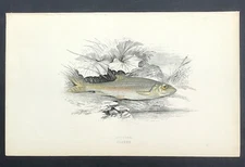 British Fish by Jonathan Couch Gudgeon Fishes Original 1862 colour print 