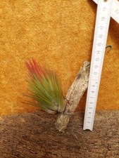 Tillandsia ionantha , aufgebunden,XL