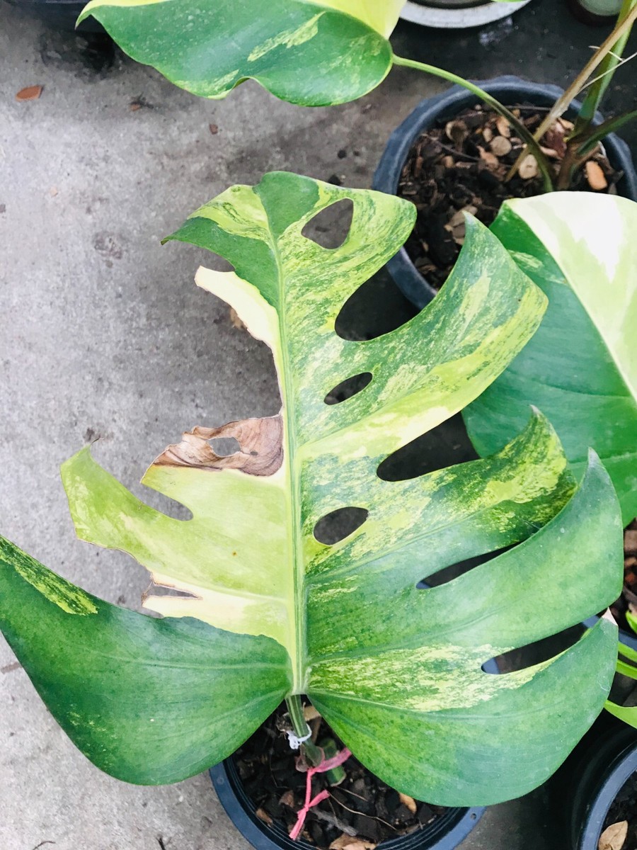 Monstera Aurea Variegated Monstera AUREA Variegated Rooted | eBay