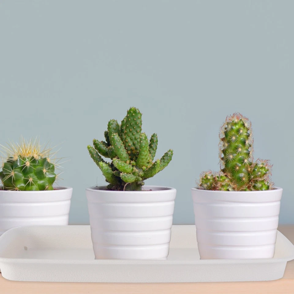  3 Pieces Plant Water Trays Rectangular Planter Self-watering Herb Saucer Drip - Image 3 of 4