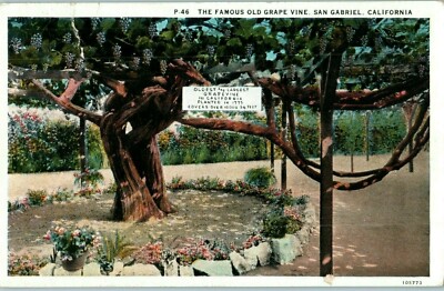 Berühmte Alt Trauben Rebe San Gabriel Kalifornien Oldest Weinrebe Ca Postkarte