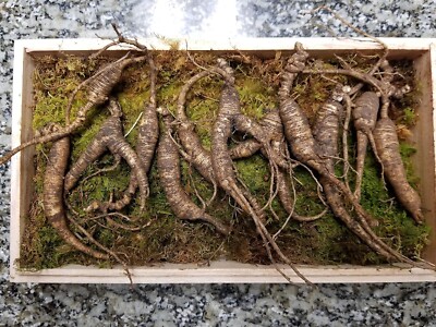 American Fresh Wild Ginseng Appalachian Mountain Organic 30~40 Years Old, 65Gram