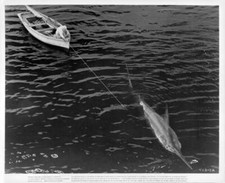 Spencer Tracy has his line pulled by a fish The Old Man And The Se- Old Photo