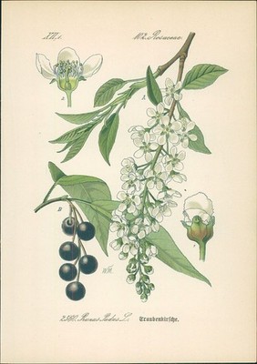 Chromolithographie : Gewöhnliche Traubenkirsche. Faulbeerbaum. Prunus Padus L. R