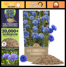 Bulk Blue Cornflower Seeds - Bachelor Buttons - Non-GMO Wildflower Seeds - 20,00