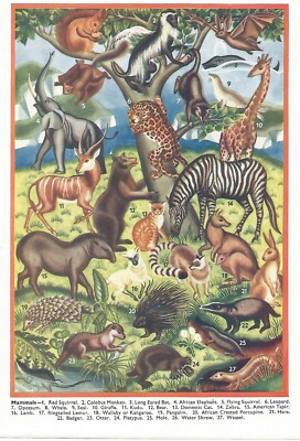 MAMMALS TAPIR BEAR BAT SEAL CAT LAMB HARE LEOPARD ZEBRA  1956 ILLUSTRATION PRINT