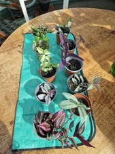 houseplants bundle  x 10