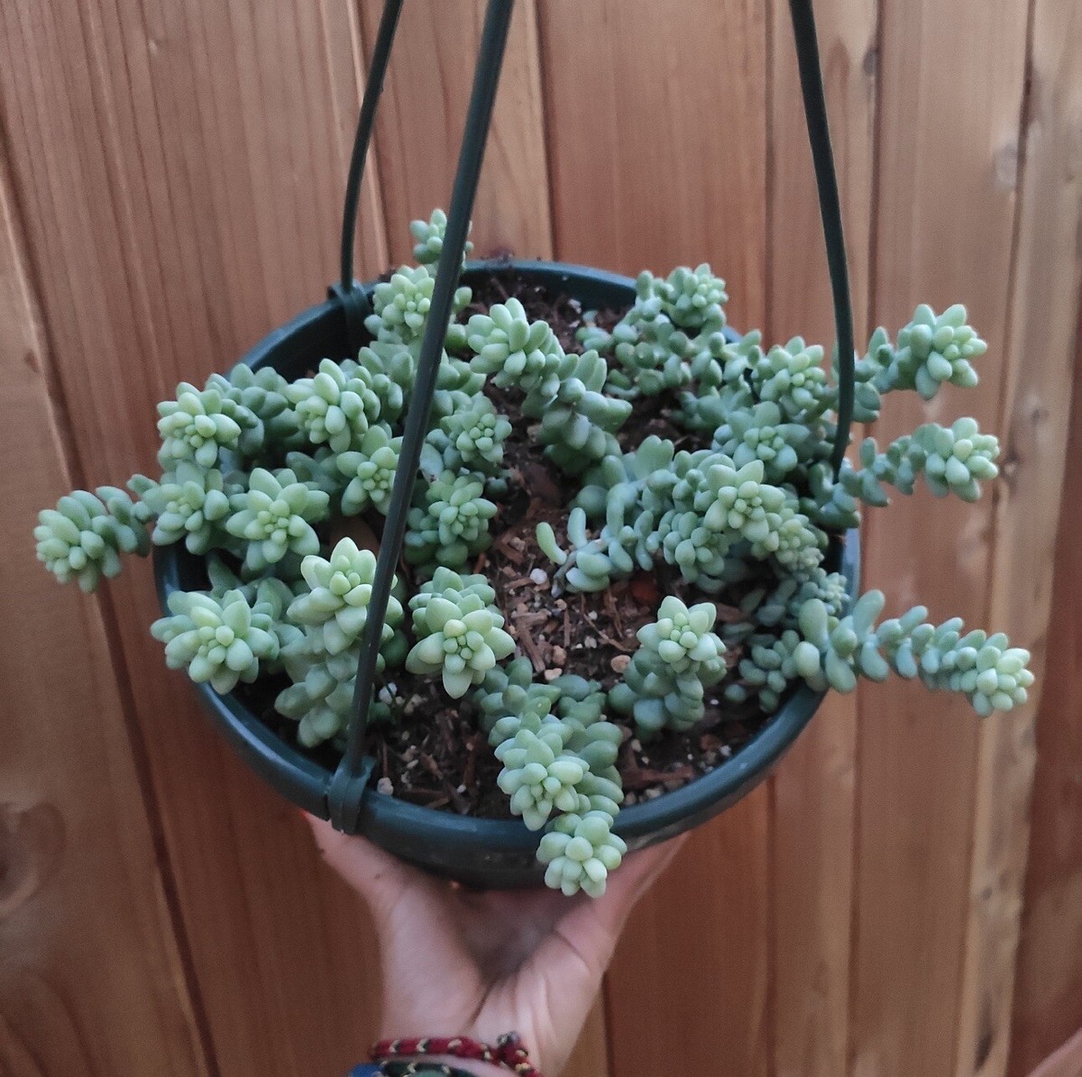 Sedum Burrito Donkey Tail Succulent Plant 8 Pot | eBay