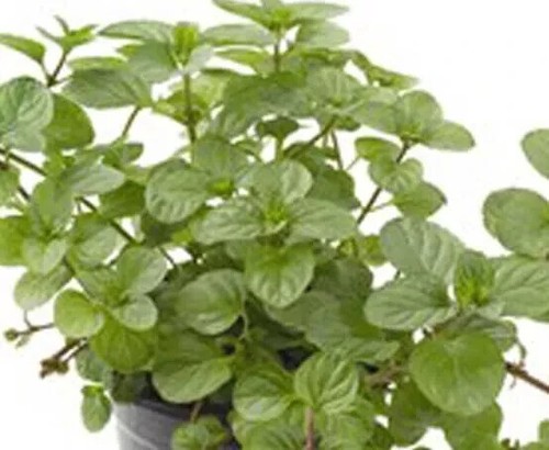 Herb plants, garden ready, 9cm pots lots of choice - Picture 72 of 298