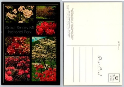 Great Smoky Mt. National Park Flowers Postcard Mountain Laurel Dogwood