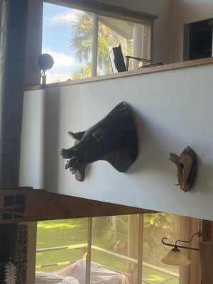 Wild Boar Pig Hog Head Shoulder Mount Taxidermy Cabin Decor