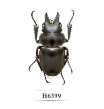 BEETLE, INSECT -H6399. Lucanidae: Odontolabis sp. -RARE, ONLY 1. 33MM, VIETNAM