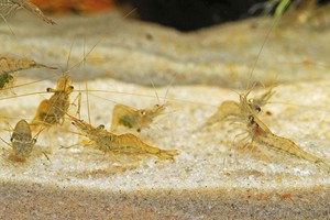 6 Adult Live Ghost Shrimp Freshwater Pond Feeder Aquarium