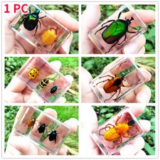 Resin Real Insect Specimen Beetles Scorpion Paperweight Collection Creative