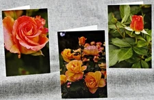 Summer Orange Rust Roses Set of 3 Blank Photo Notecards