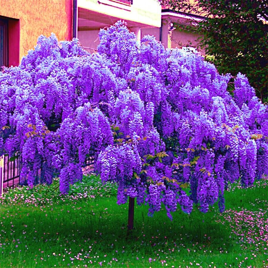 5 Chinese Blue Wisteria sinensis Tree Seeds Fast Climber