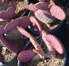 Opuntia Santa Rita Tubac Purple Pads Cold Hardy 1 Pad