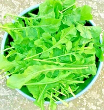 2500+ ARUGULA SEEDS SPRING VEGETABLE GARDEN SALAD GREENS HERB MICROGREEN NON-GMO