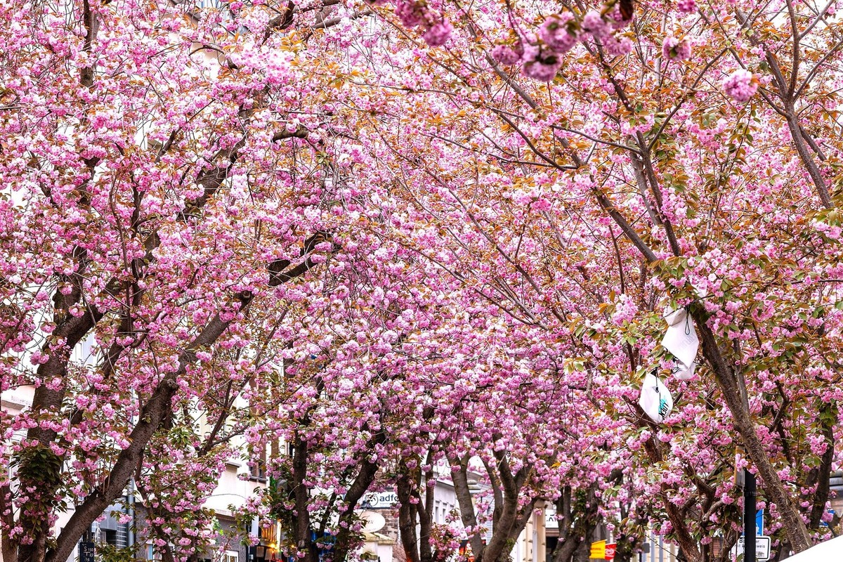 Japanese Cherry Blossom Tree Seeds - For 2026 Planting Sakura Pink