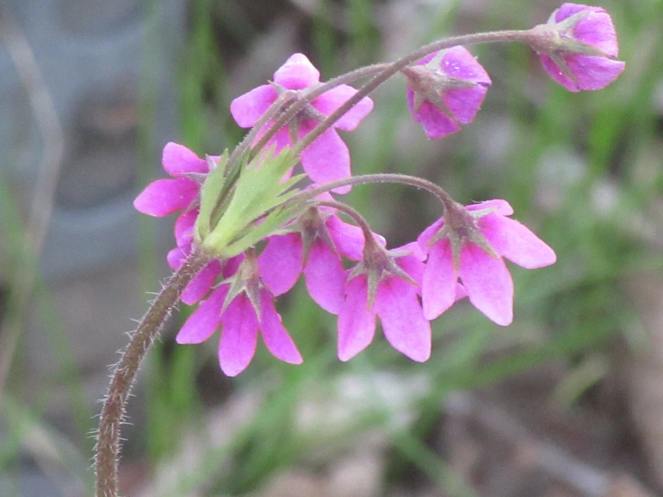 Primula Matthioli : 60 Seeds : syn. Cortusa Matthioli : Alpine Bells - Image 3 of 4