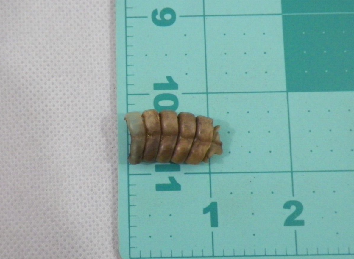 Rattlesnake Rattle (113) Snake Tail Guitar Good Luck Charm, Crafts