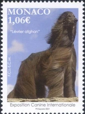 Monaco 2021 Afghan Hound/Dogs/Dog Show/Nature/Animals/Pets 1v (mc1240)