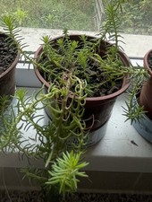 1x Sedum acre L. Trailing Succulent Plant in 9cm Pot,
