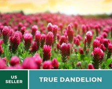 (8gram)  Crimson Clover Seeds | USA Garden Flower Blood Red Cover Winter Annual