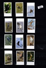 / TONGA 2018 - MNH - IMPERF - NATURE - OISEAUX - AIGLES - FAUNE 