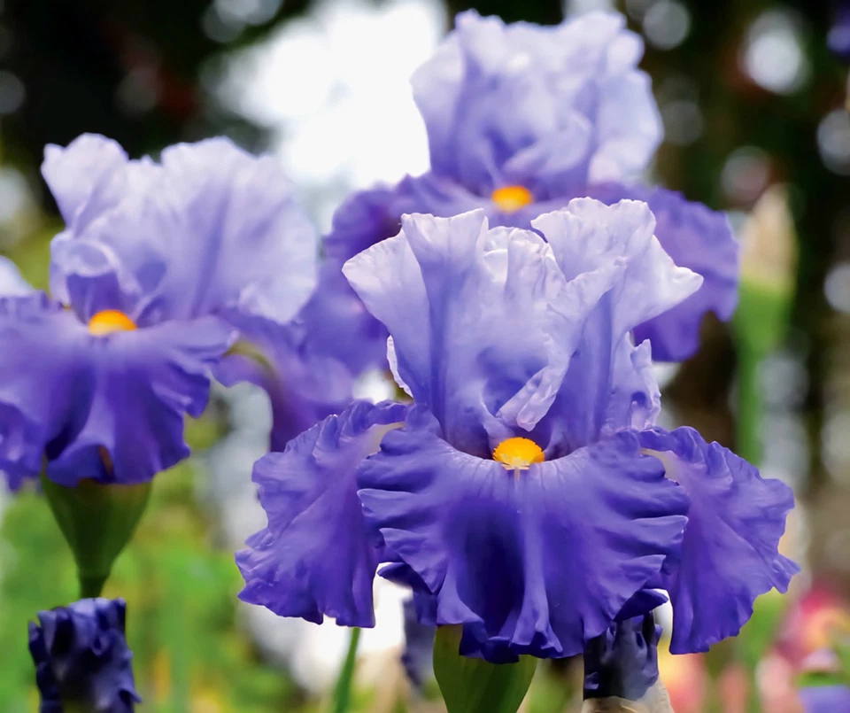 3 Bearded Iris Rhizomes " Cubs Win It "   Tall Live Plant Bulbs - Image 3 of 4