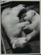 1952 Press Photo Polar bear cubs Linda and Norica taking a nap. - mjx13641