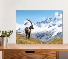 Wild Ibex Deer 5mm thick Plastic Poster Ready to Hang 60x45cm