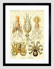 86829 NATURE ERNST HAECKEL OCTOPUS BIOLOGY GERMANY Decor Wall Print Poster
