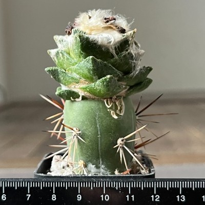 31-1287 Cactus bravoanus, El Nunez (Grafted)
