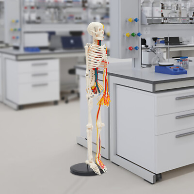 For Teaching Model 34'' Model Skeleton Anatomical Human Anatomy Medical Stand Set