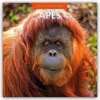 Apes 2026 Square Wall Calendar | Red Robin | Englisch | Taschenbuch | 2026