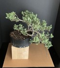 Juniper cascading Bonsai with jin — photo 1