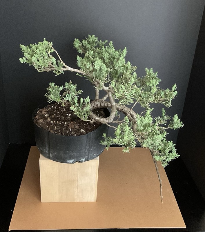 Juniper cascading Bonsai with jin