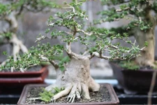Real Picture Bonsai Premna Microphylla | Bonsai Tree Small | Bonsai Premna Mame