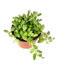 String of Watermelons Succulents Senecio Herreanus, 4" Pot