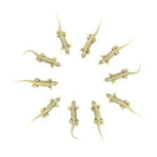 Rubber Lizard Toy - Pack of 10 BEST QUALITY , FREE SHIPPING WORLDWIDE